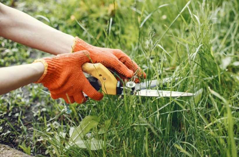 Reduction in Pest Issues
