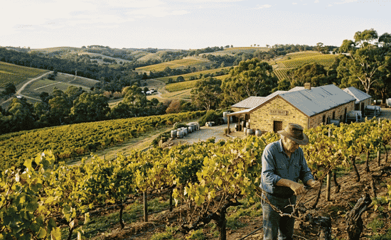 Historical Context of Eden Valley Wine Production